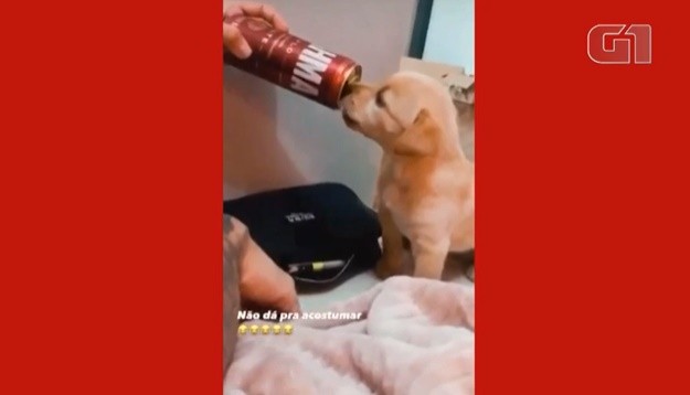 Casal é indiciado por maus-tratos após publicar vídeo oferecendo cerveja para filhote de cachorro