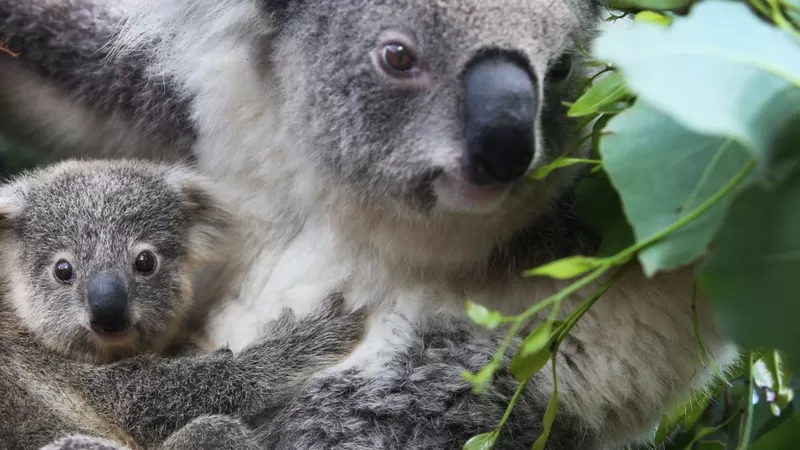 Por que pesquisadores querem congelar sêmen de coalas