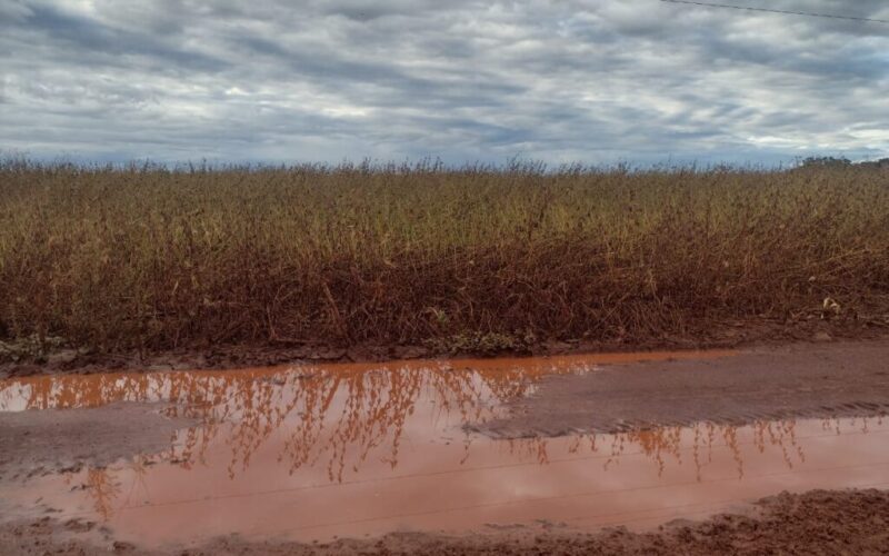 Colheita de soja prejudicada pela chuva, comprometendo a qualidade dos grãos.