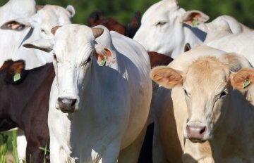 Alerta da Secretaria de Agricultura de Juranda sobre prazo final para produtores.