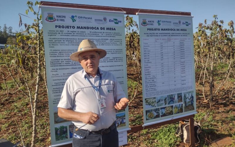 Governo Estadual apoia agricultores de Campo Mourão a inovar na produção de mandioca