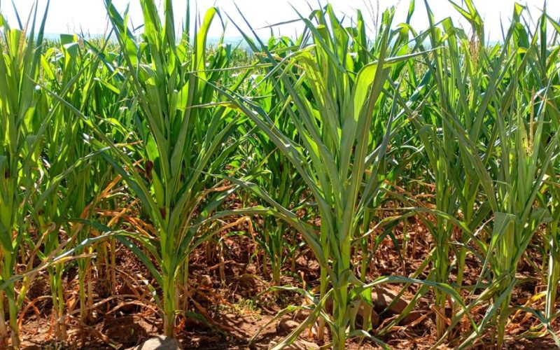 Safra de milho no Paraná sofre com escassez de chuvas