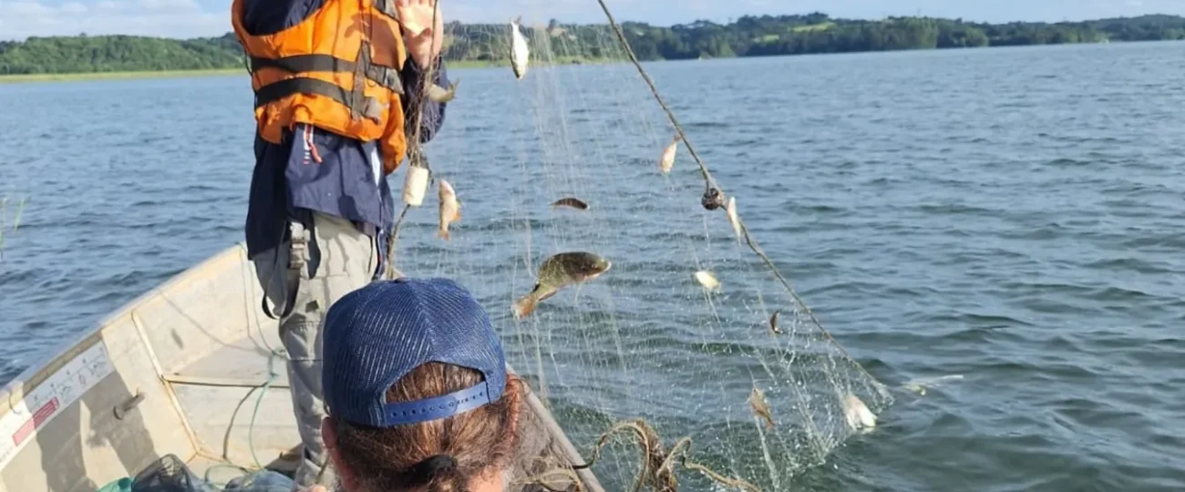 Sanepar e UFPR descobrem peixe que funciona como “filtro ambiental” e diminui gases do efeito estufa